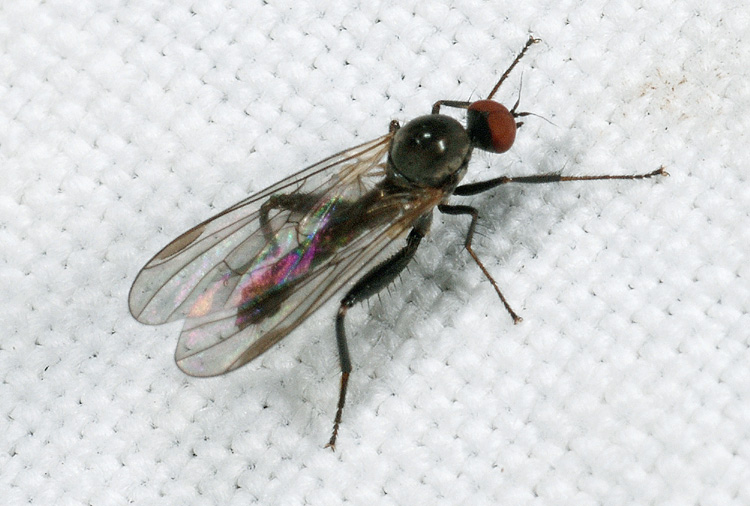 Hybotidae: Hybos cf. culiciformis